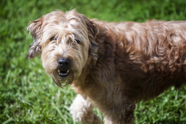 goldendoodle