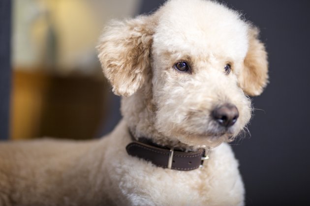 portrait of goldendoodle