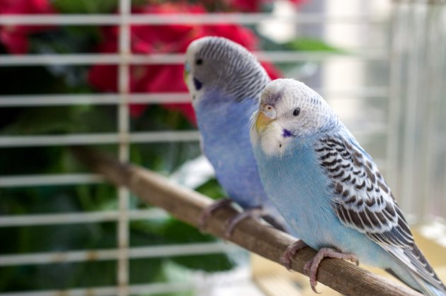 a pair of parrots in a cage