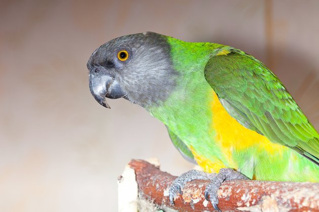 beautiful green and yellow senegal parro