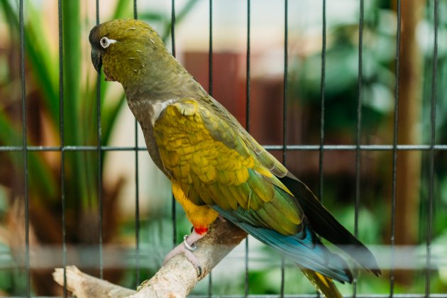 burrowing parrot