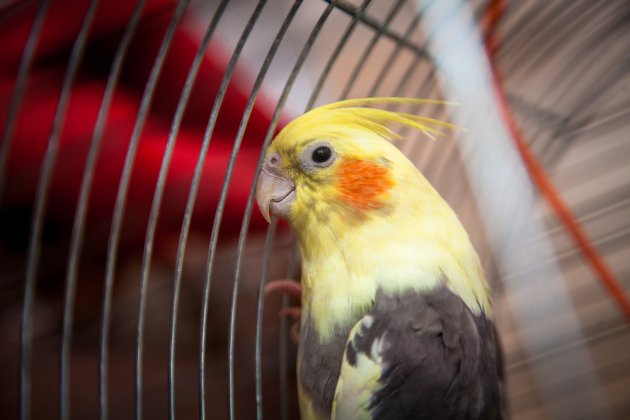 closeup shot of beautiful yellow parrot