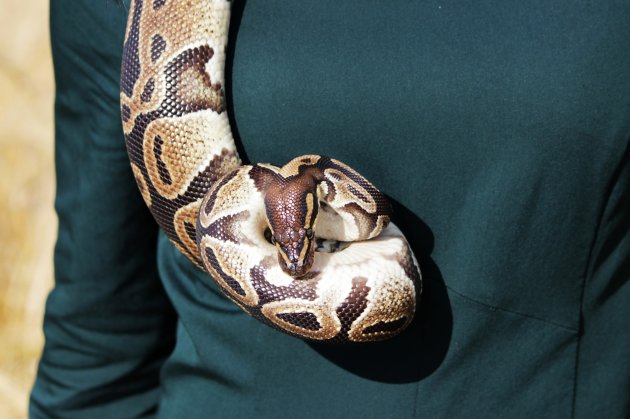 ball python regius hangs around the girls neck