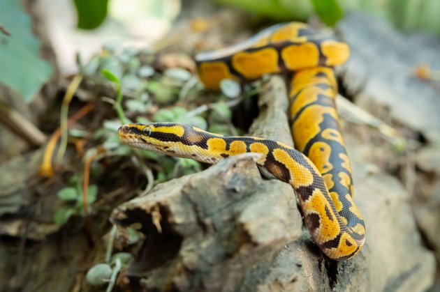 ball python