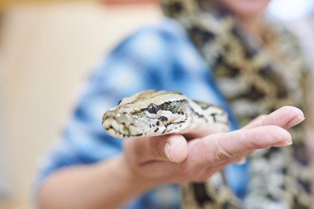 python on the hands