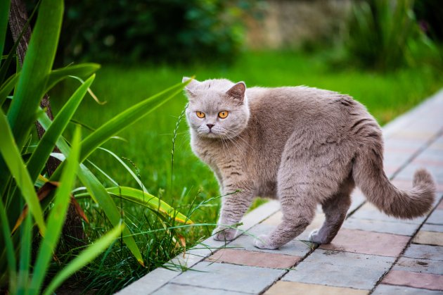 sweet cat on green grass