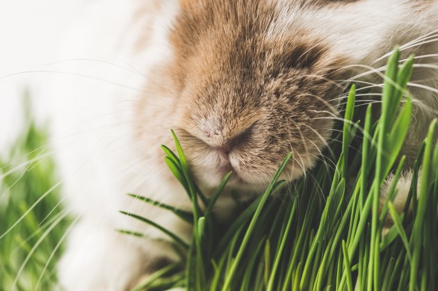 closeup view of rabbit nose