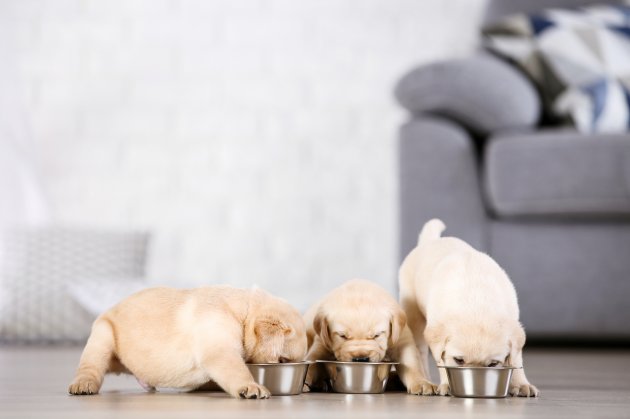 labrador puppies eating food at home