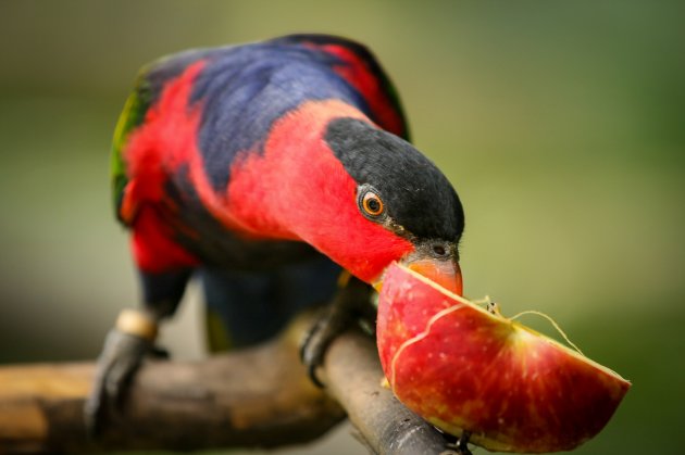 black capped lory on tree branch