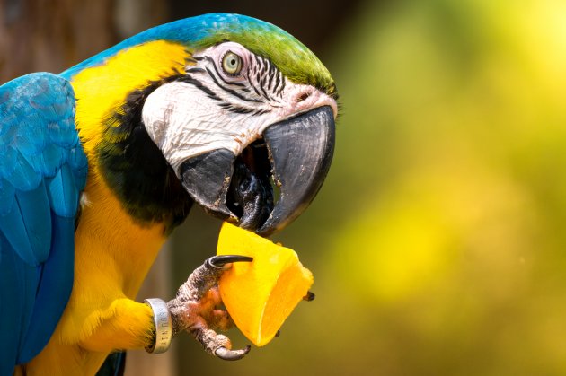 blue and yellow macaw