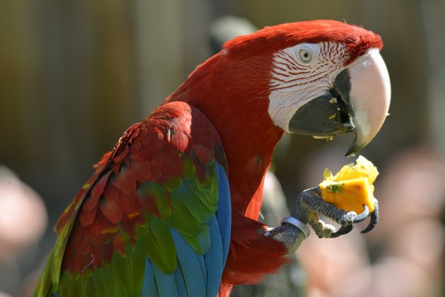 scarlet macaw eating fruit
