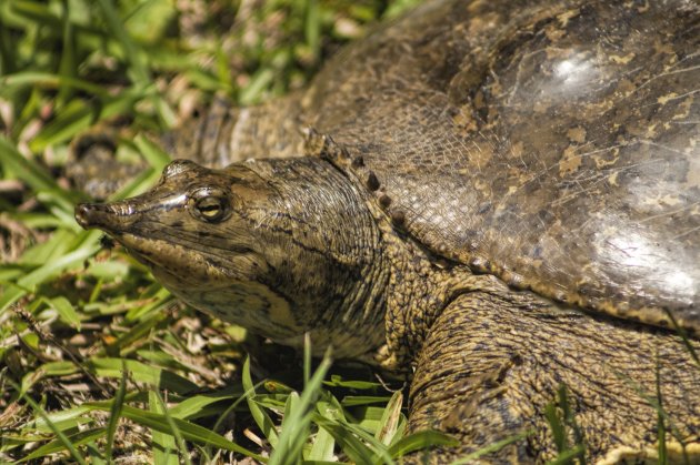 pointed nose florida softshell turtle