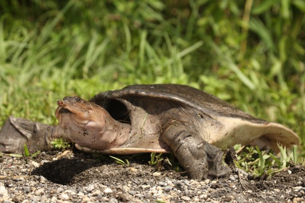 soft shelled turtle