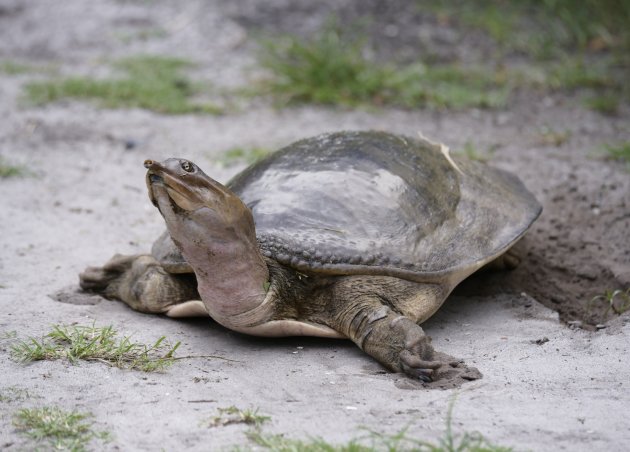 softshell turtle