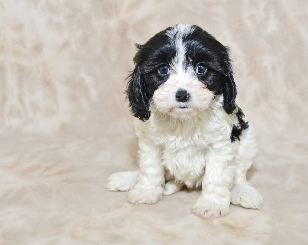 black and white cavachon