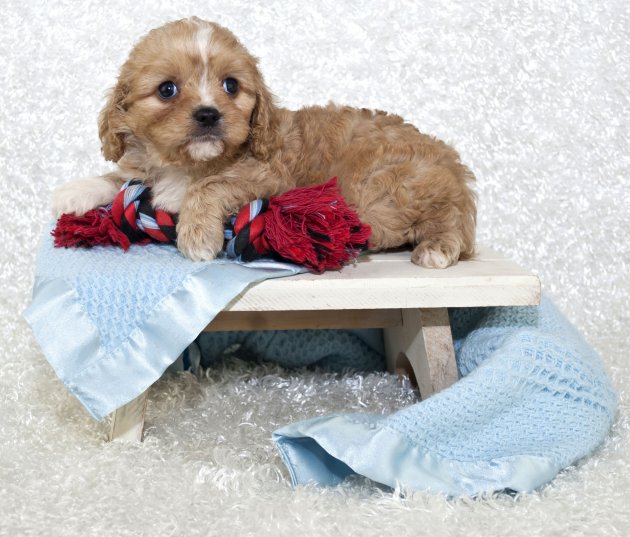 cavachon puppy