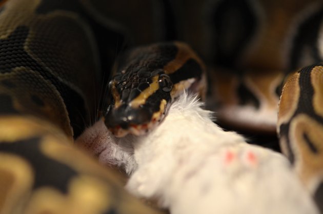 ball python eat mouse