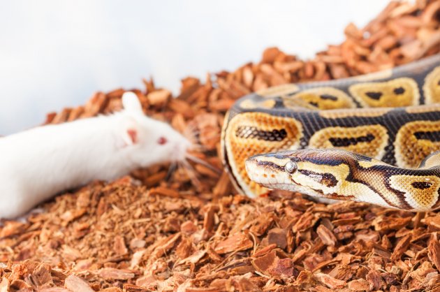 ball python hunting for mouse