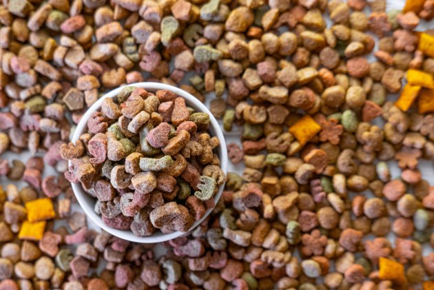 dry pet food in a white ceramic bowl