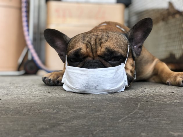 french bulldog puppy wearing mask