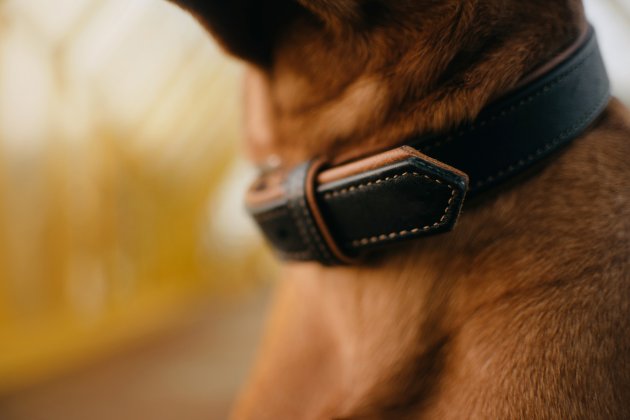 close up dog collar