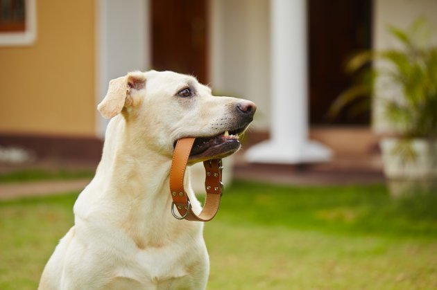 dog is waiting with collar