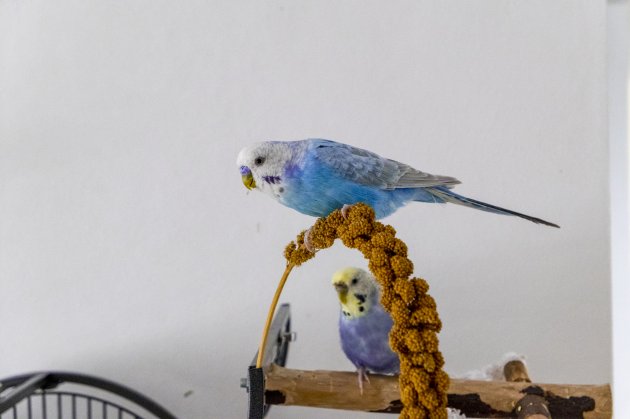 blue budgie eats millet plunger