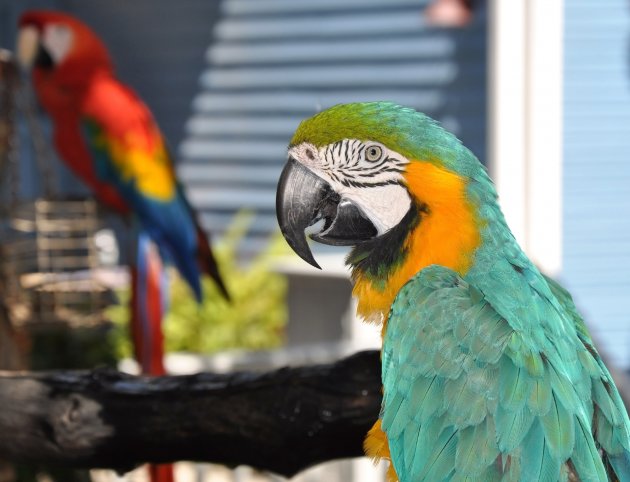 green macaw