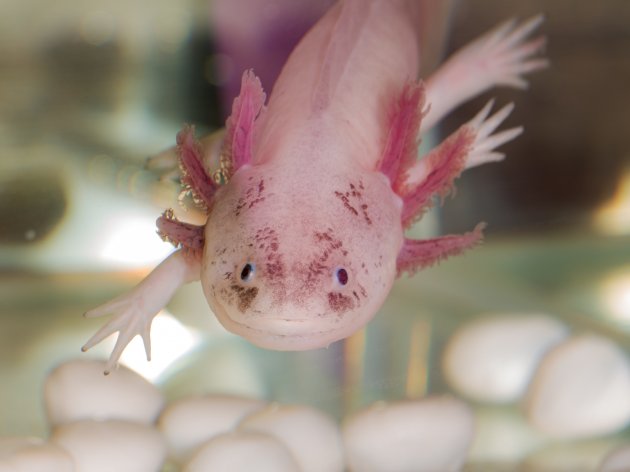 portrait of an axolotl