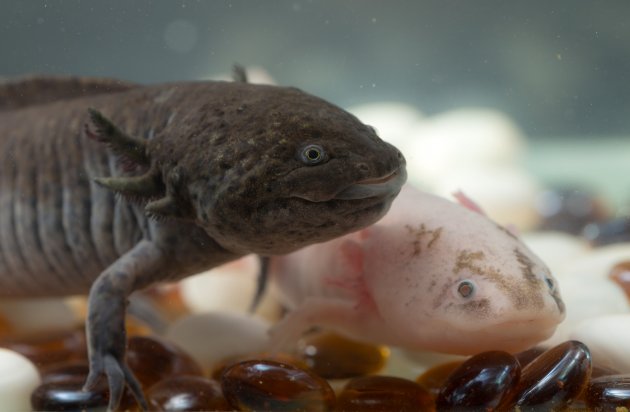 two axolotl close up