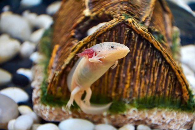 white with pink young axolotl