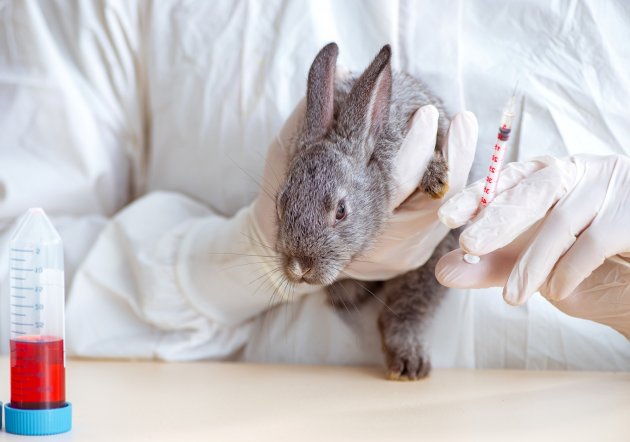 vet doctor checking up rabbit in his clinic