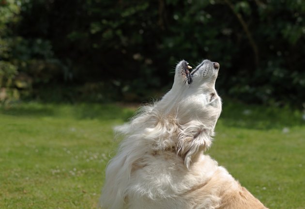 golden retriever dog howling