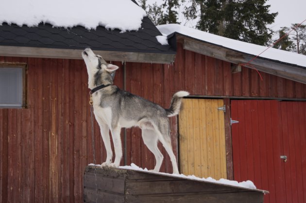 howling dog