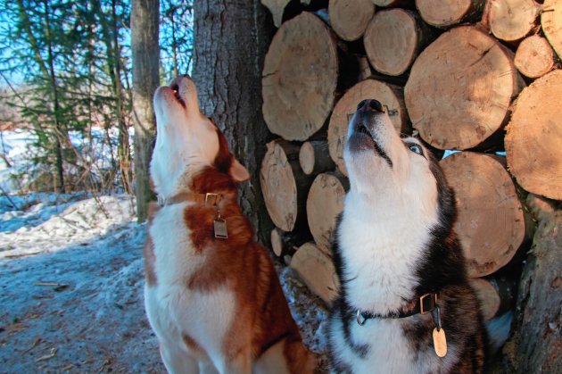 howling siberian huskies