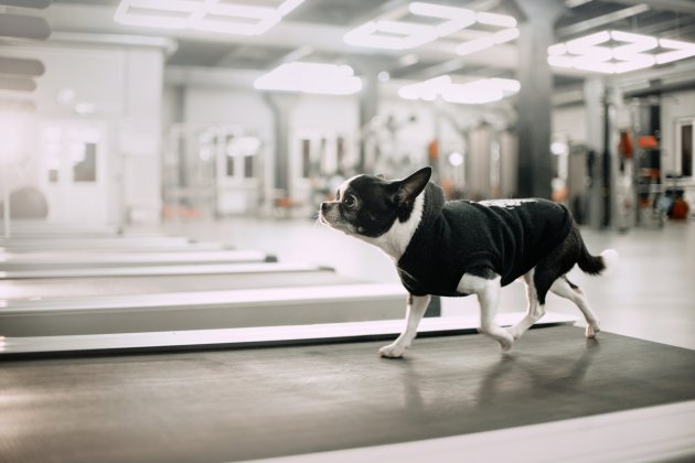 chihuahua dog on a treadmill