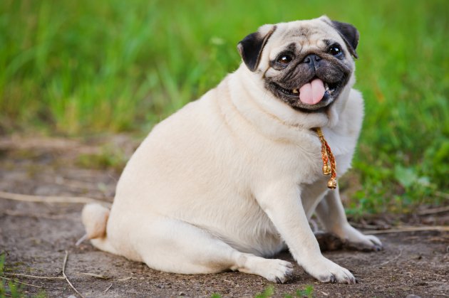 little fat pug