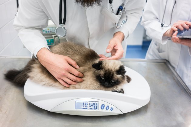 vet putting cat on scale