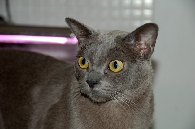 Gray Burmese cat