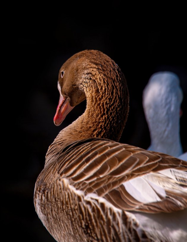 goose pat on backyard