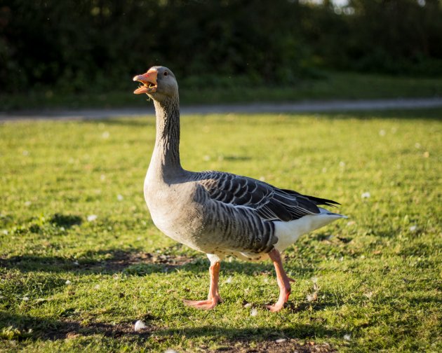 gray geese pet