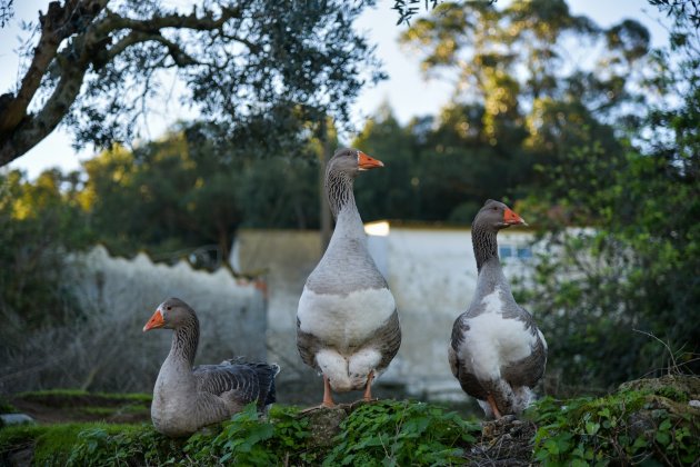 Group of goose on the grass