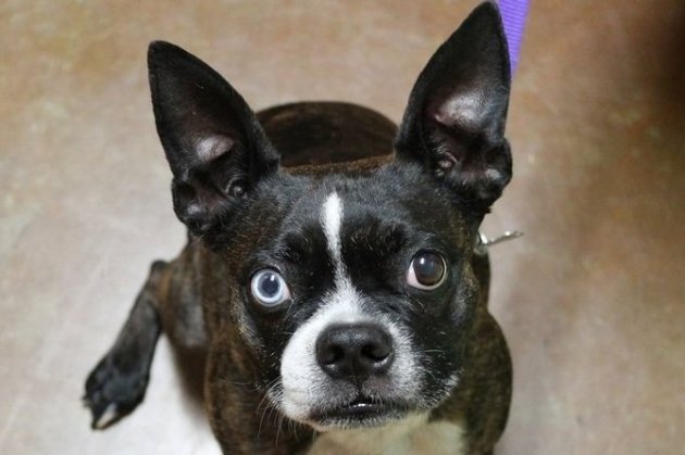 Boston Terrier With One Blue Eye