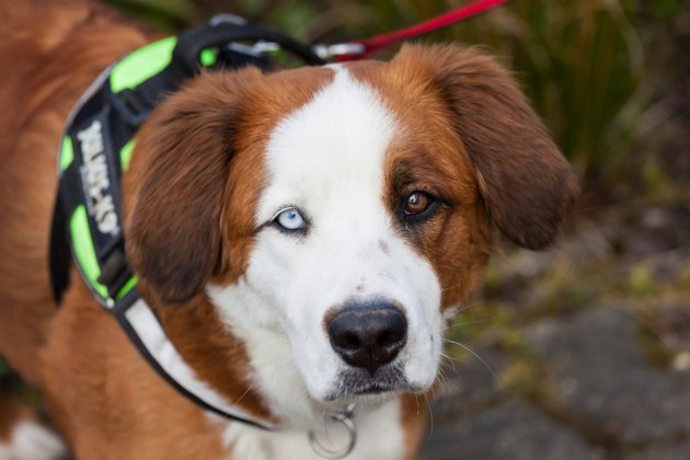 Dog With Two Different Colored Eyes