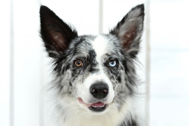 puppy with different colored eyes