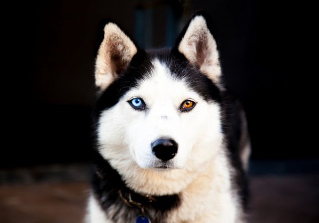 what color eyes do huskies have