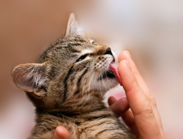 kitten licking finger
