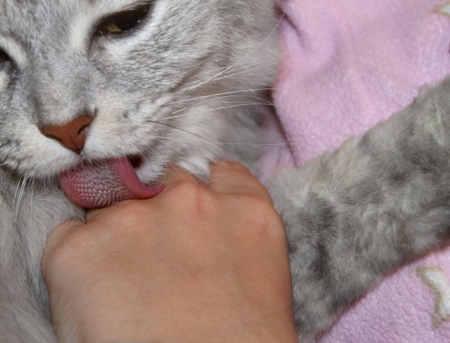 kitten licking hand