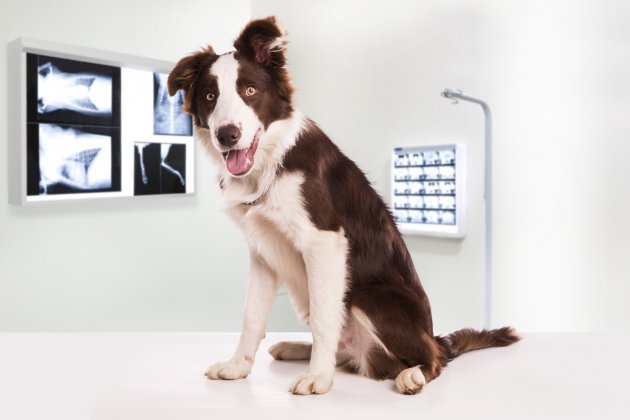 border collie dog in a veterinary clinic