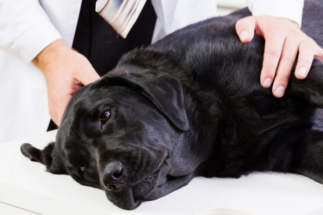 dog at vet clinic